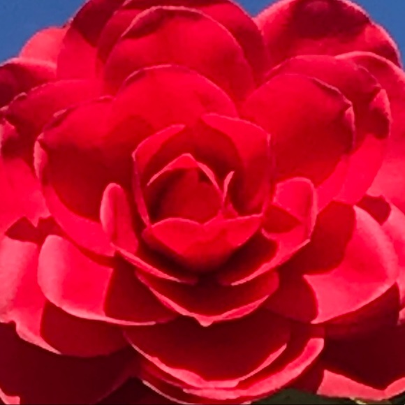 Meet your Posher, Amanda - Picture 3 of 9